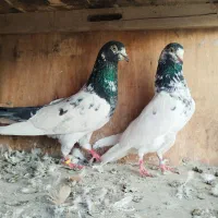 کفتر تیدی پرشی پاکستانی
