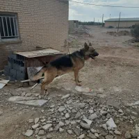 سگ ژرمن