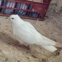 کفتر سفید ،کاشانی ،سینه سبز