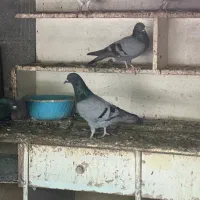کبوتر سبز