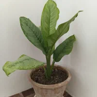 گل آپارتمانی (دیفن تیکی)