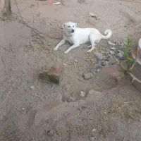 سگ پاکوتاه