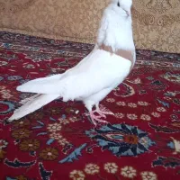 کبوتر نقابی