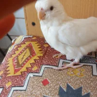 عروس هلندی