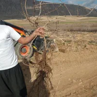 نهال انگور یاقوتی