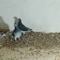 اردن|پرنده|زاهدان, |دیوار