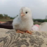 جوجه دو روزه