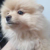 سگ پامرانین خرسی ۳.۵ ماهه