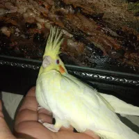 جوجه عروس