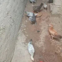 جوجه  محلی دونه 450