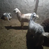 فروش بز نر بادوام جیسک ماده ویک کاور ماده