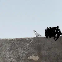 کفتر