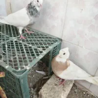 کبوتر طوقی زرد والماسی