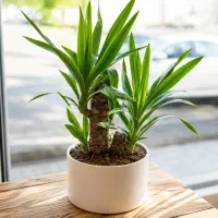 گیاه یوکا تنه دار کوتاه