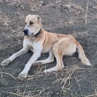 سگ گوسفندی درجه یک  خراسانی