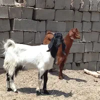 دوتا چپش نری چاق خوب