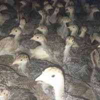 فروش جوجه بوقلمون
