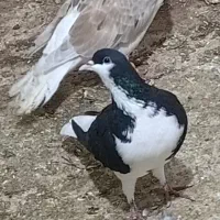 پرنده|پرنده|اقبالیه, |دیوار