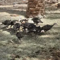 جوجه بوقلمون