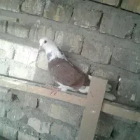 پشت گلی