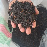 تولید و پخش چای بهاره