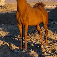 اسب|اسب و تجهیزات اسب‌سواری|رفسنجان, |دیوار