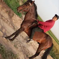 اسب|اسب و تجهیزات اسبسواری|نیشابور, دربقاضی|دیوار