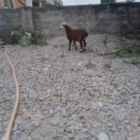 بره نر دوماه شیر مست