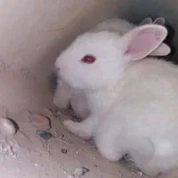 بچه خرگوش ناز کوچولو