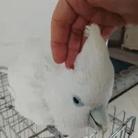 کاکادو