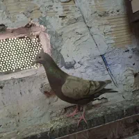 کبوتر