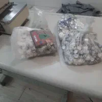 تعدادی پوکه دگمه منگنه