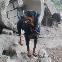 سگ نر و ماده با توله ها