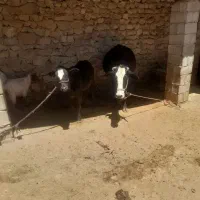 حیوانات
