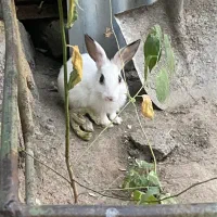 خرگوش