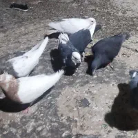 کبوتر فروشی
