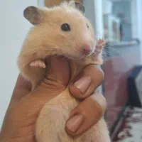همستر طلایی و بچه