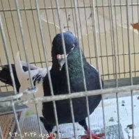 سینه سیاه. نر