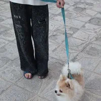 سگ پامر ریز مینیاتوری