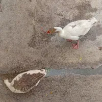 غاز