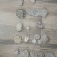 سنگ فسیل