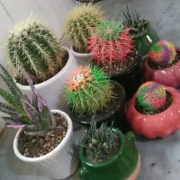 فروش انواع کاکتوس و ساکولنت‌
