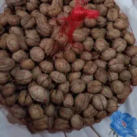 گردو تویسرکان