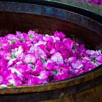 پساب گلاب درجه ۱