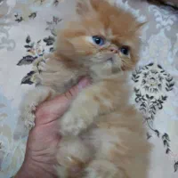 گربه
