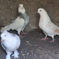 سه تا کفتر خوب