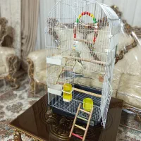 عروس هلندی با قفس