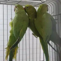 ملنگو ماده آماده ( پرنده سرای مقدم )