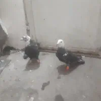 سوسکی.بزک