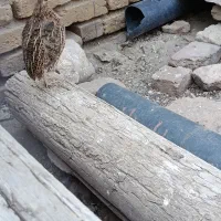 بلدرچین نر